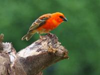 Madagaskarweber auf Aststumpf - Praslin